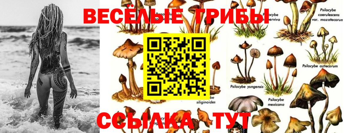 Псилоцибиновые грибы Psilocybe  Вход с VPN  Саянск  Галлюциногенные грибы Psilocybe 